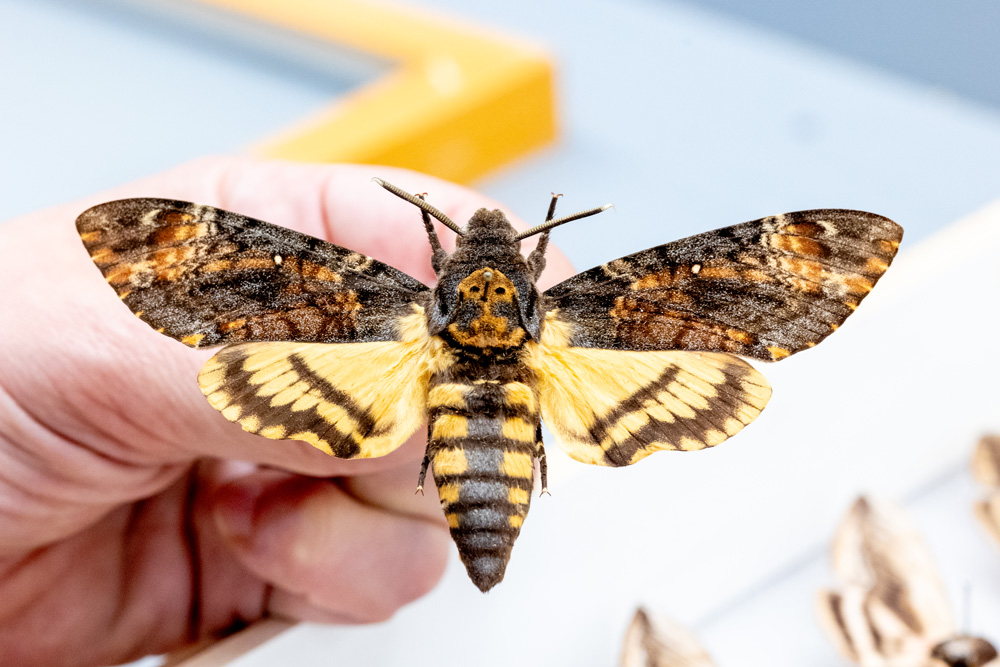 A large moth with yellow and brown patterned wings is held gently by a hand, showing detailed markings on its body and wings.