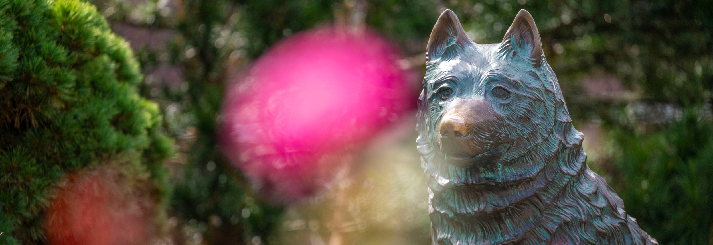 UConn husky stature in focus with pink flowers in the foreground are blurry.
